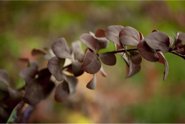 Berberis ottawensis Superba Berberitze als Heckenpflanze in Purpur und Rot, Höhe: 125-150 cm - Bild 1