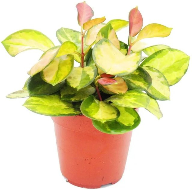 Exotenherz Hoya Carnosa Lisa Zimmerpflanze Hängend Buntblättrige Porzellanblume im 12cm Topf - Bild 1