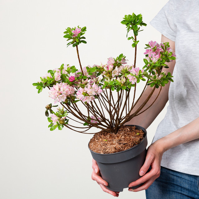Japanische Azalee Rhododendron obtusum Kermesina Rose von BLUME2000 als Strauch für Balkon, Terrasse und Kübel - Bild 1