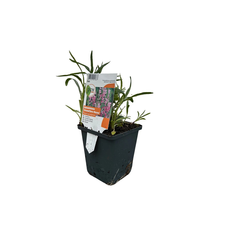 GROW by OBI Physostegia Gelenkblume in Rosa als mehrjährige Pflanze im Topf mit einem Durchmesser von 9 cm - Bild 2