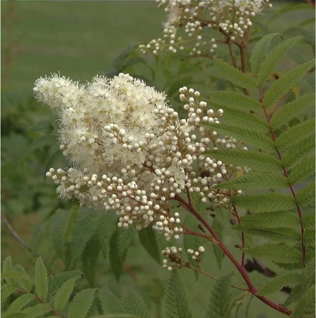 Sorbaria sorbifolia Hohe Fiederspiere Strauch für den Garten, Höhe: 100-125 cm - Bild 1
