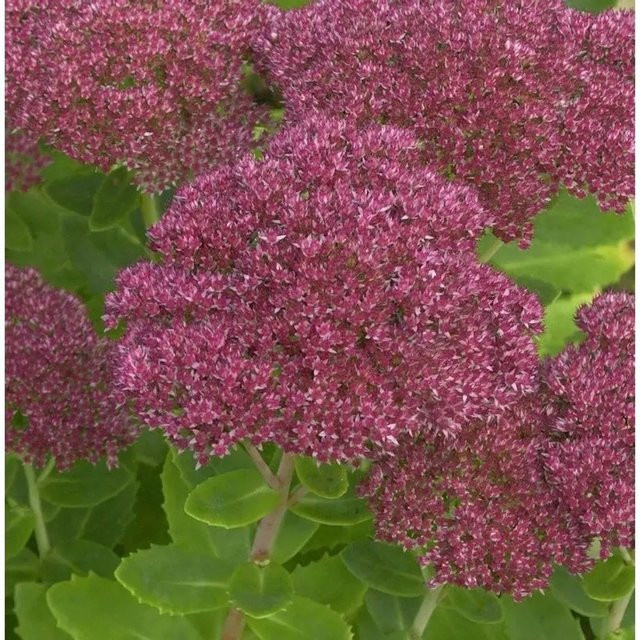 Prächtige Fetthenne Septemberglut Sedum spectabile in Pink als mehrjährige Staude für Staudenbeete, Steingärten und als Schnittblume von Nr-01.de - Bild 1