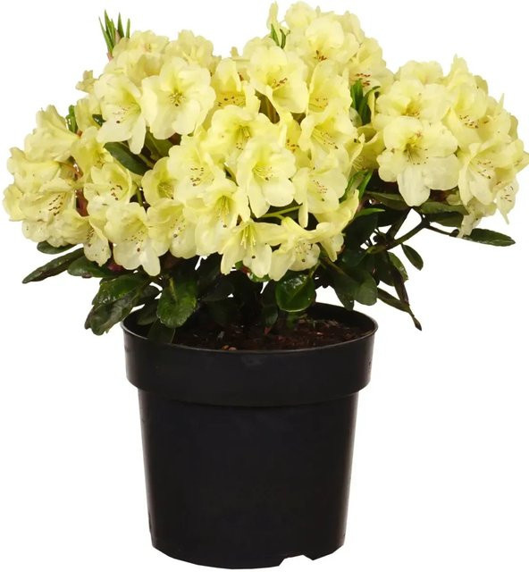 Rhododendron Alpenrose Goldinetta pflegeleichter Zierstrauch für den Garten, Höhe: ca. 30-40 cm, Topf-Durchmesser: ca. 6 cm - Bild 1