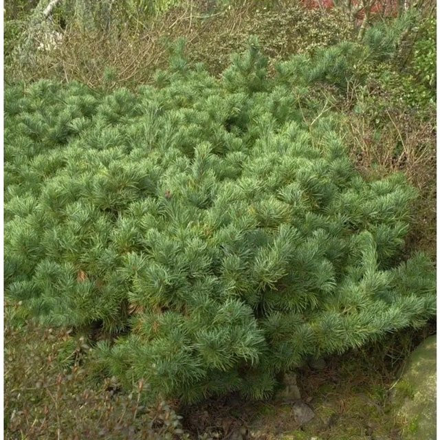 Mädchenkiefer Karen Pinus parviflora in Silber und Grün, Höhe: 25-30 cm - Bild 1