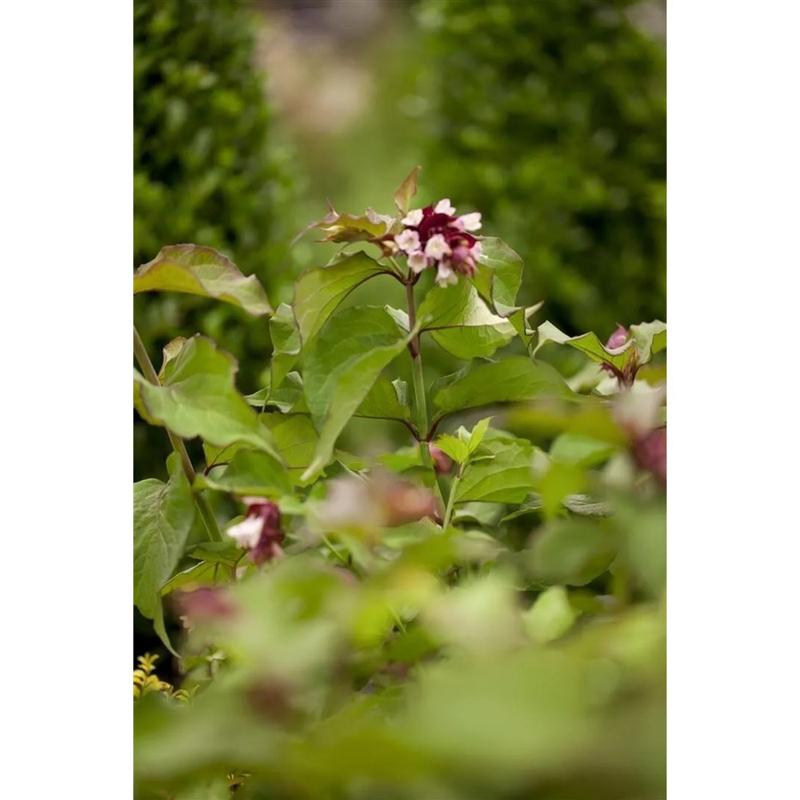 Leycesteria Formosa Purple Rain Zierstrauch in Purpur mit einer Höhe von 60–80 cm - Bild 2