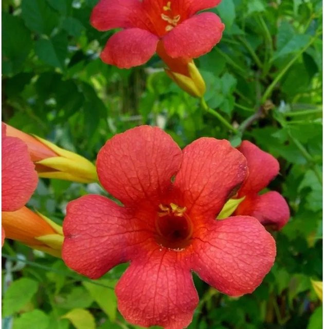 Campsis tagliabuana Trompetenblume Mincamroug orange Kletterpflanze für den Garten - Bild 1