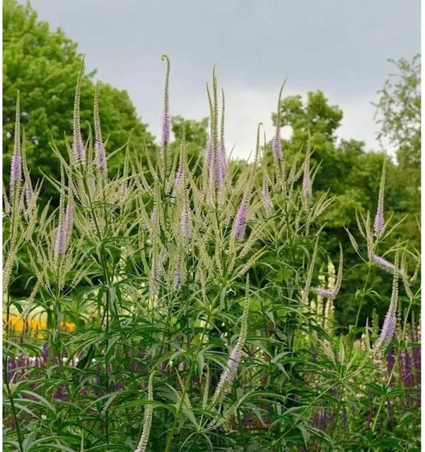 Veronicastrum virginicum Virginischer Riesen Ehrenpreis Lavendelturm, lila Staude für den Garten - Bild 1