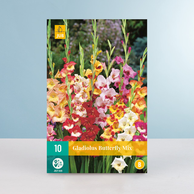 Zwerg-Gladiolen Butterfly Mix von BLUME2000 mit 10 Knollen für Beete, Balkon und Terrasse - Bild 1