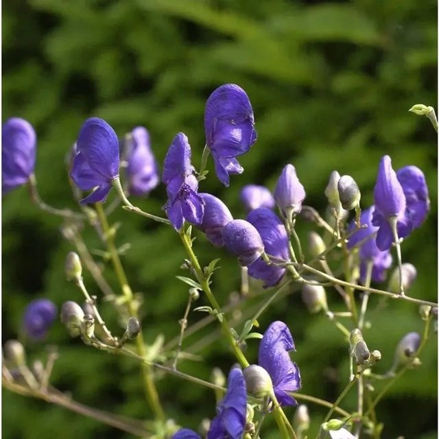 Aconitum henry Eisenhut Pflanze in Blau und Violett von Nr-01.de - Bild 1
