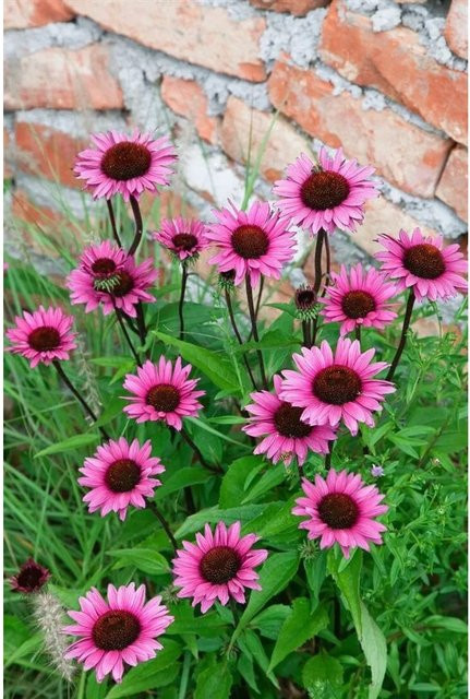 Echinacea Purpurea Fatal Attraction R Purpur Sonnenhut im Topf, Farbe: Pink - Bild 1