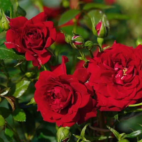 ROSEN TANTAU Blühpflanze Starlet Natalie Strauchrose in Rosa und Rot - Bild 1