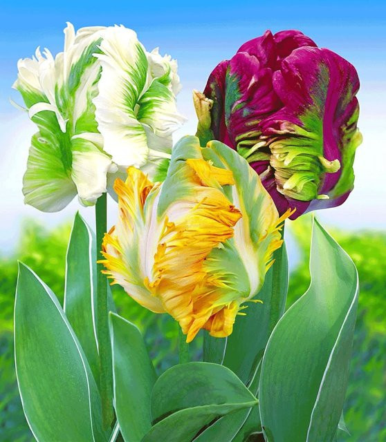Papageien-Tulpen-Mix - Bild 1