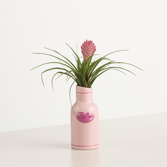BLUME2000 Keramiktopf in Pink für sonnige Standorte - Bild 1