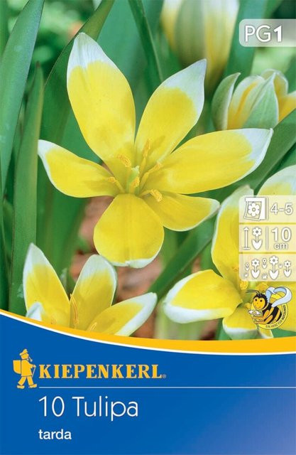 Wildtulpe Tarda Zwiebeln bunt, 10 Stück von Mein schöner Garten Shop - Bild 1