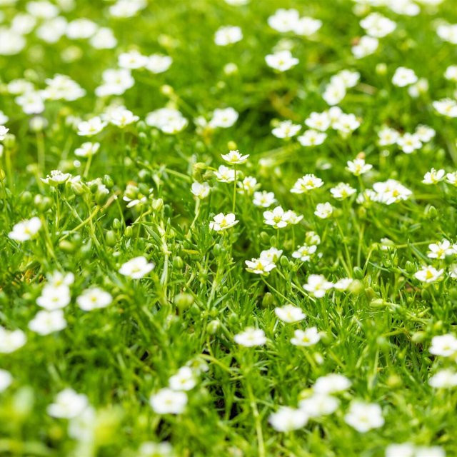Sternmoos Sagina in Weiß als pflegeleichte, mehrjährige Bodendecker-Pflanze für deinen Ziergarten von Mein schöner Garten Shop - Bild 1