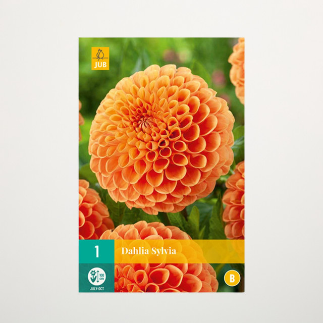 Ball-Dahlie Sylvia Knolle von BLUME2000 - Bild 1