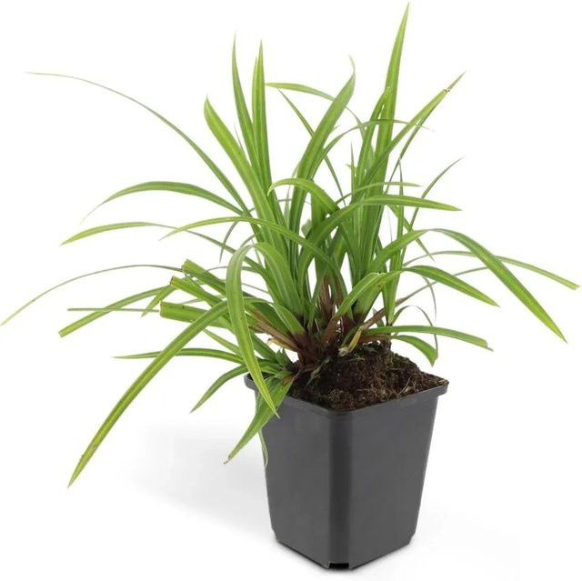 Exotenherz Set mit 12 Japanischen Teppich Seggen Carex Morrowii Irish Green in 9cm Töpfen - Bild 1