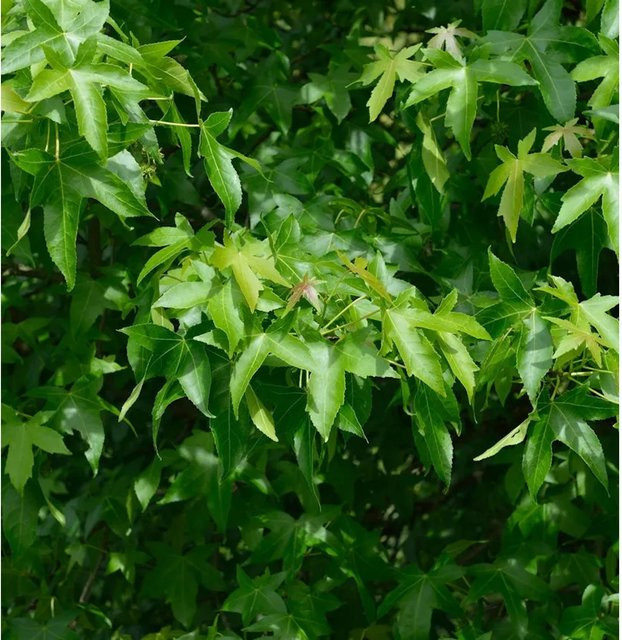 Liquidambar styraciflua Säulen Amberbaum Slender Silhouette von Nr-01.de, grün, 50-60 cm - Bild 1
