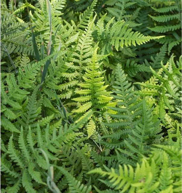 Tausendfüßlerfarn Phegopteris decursive-pinnata grüne Zierpflanze im Topf - Bild 1