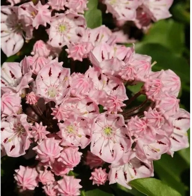 Berglorbeer Kalmia latifolia Moyland als Zierstrauch für deinen Garten, Höhe: 40-50 cm - Bild 1