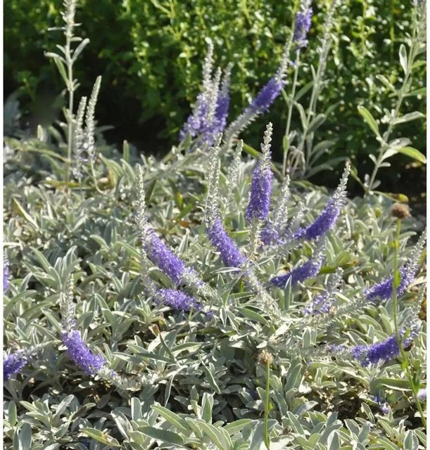 Silberblatt Ehrenpreis Veronica spicata als mehrjährige Pflanze in den Farben Silber, Grau, Blau und Violett - Bild 1