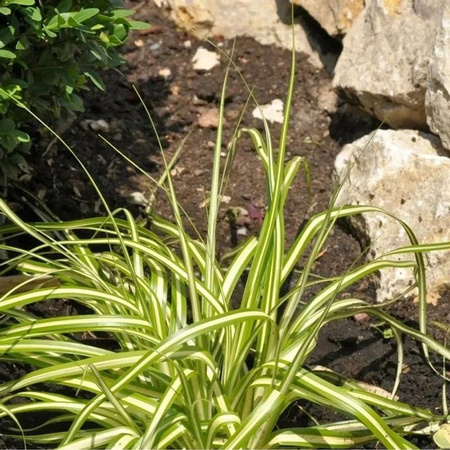 Segge Evergold Carex hachijoensis als große Topfpflanze in Gold-Grün