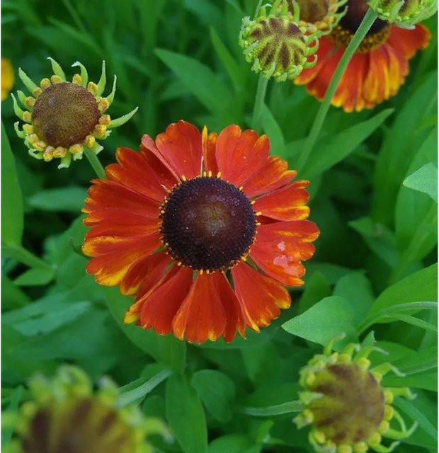 Sonnenbraut Sahins Early Flowerer Helenium cultorum Beetpflanze in Orange - Bild 1