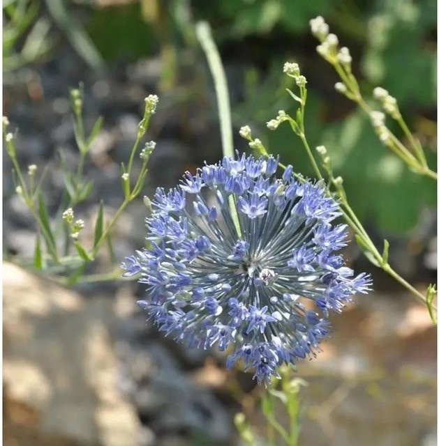 Allium caeruleum Blumenlauch Nr-01.de Blaue Staude für den Rabattengarten - Bild 1