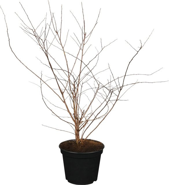 GROW by OBI Prachtspiere Spiraea in Weiß als Zierstrauch und Heckenpflanze, Höhe: 50 - 60 cm - Bild 1