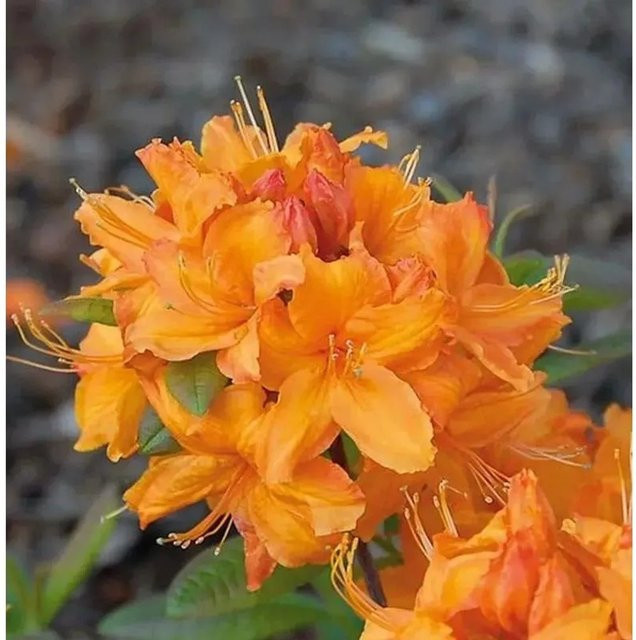 Azalee Rumba Rhododendron uteum Alpenrose, Höhe: 40-50 cm - Bild 1