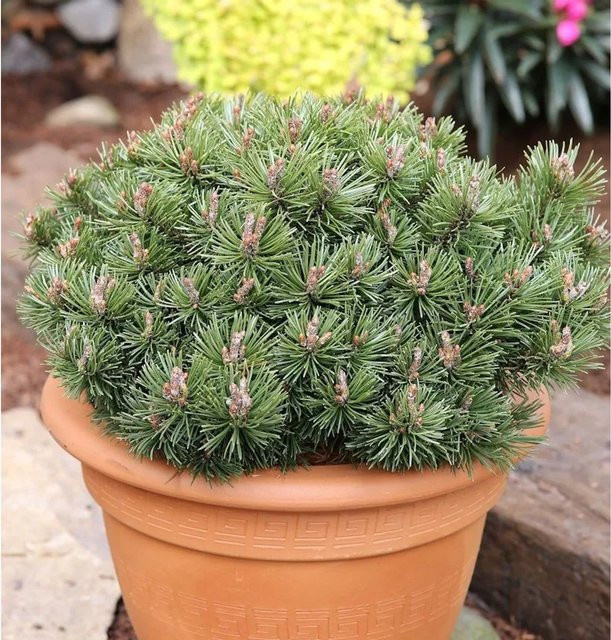 Zwerg Kiefer Pumuckel Pinus mugo in Grün, Höhe: 15-20 cm - Bild 1