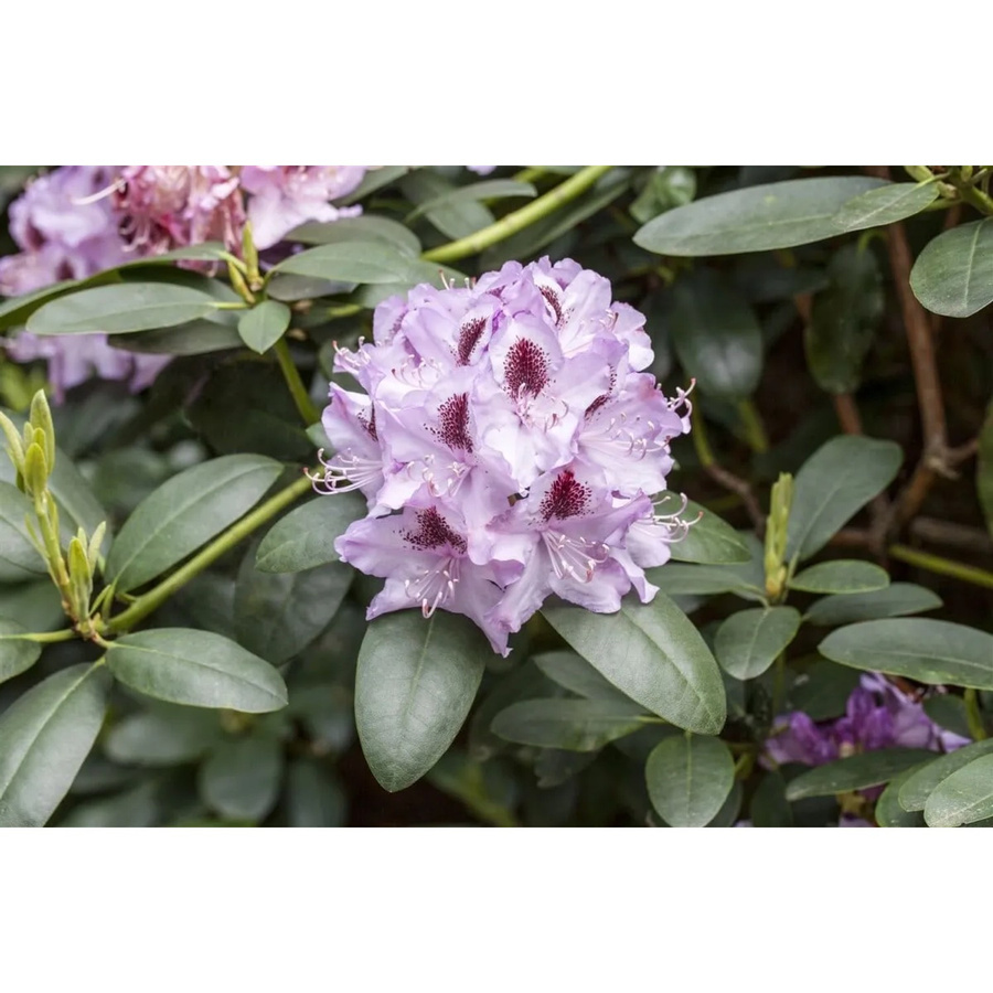 Rhododendron Hybr. Humboldt mit rosa Blüten, Höhe: 70–80 cm - Bild 2