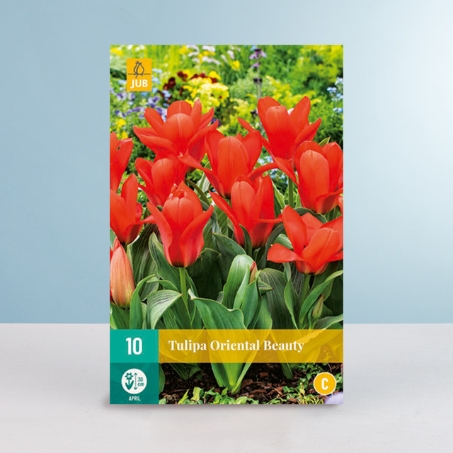 Greigii-Tulpe Oriental Beauty Zwiebeln für Beete und Blumenkübel, 10 Stück - Bild 1