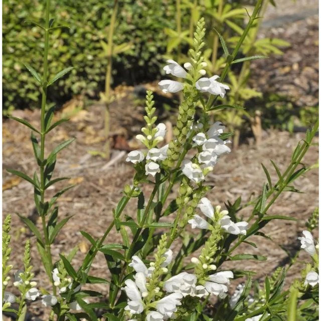 Physostegia virginiana Gelenkblume Crystal Peak White als mehrjährige Beet- und Schnittblume - Bild 1