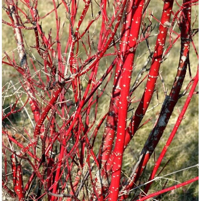 Purpur Hartriegel Cornus alba Strauch in Purpur und Rot, Höhe: 40-60 cm - Bild 1