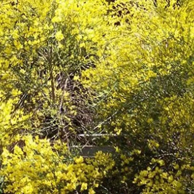 Arborix Frühlingsginster Cytisus praecox mit cremegelben Blüten im Container, Höhe: 40 bis 60 cm - Bild 1