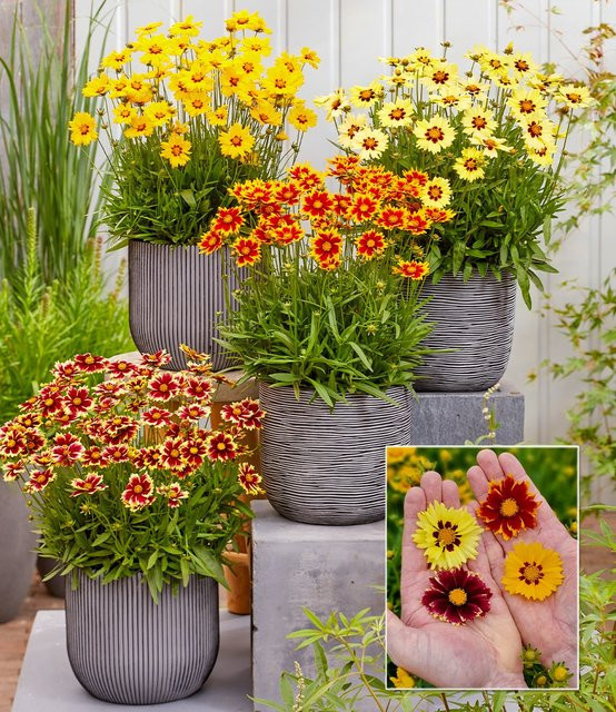 Coreopsis Solar Mix Pflanzenset - Bild 1