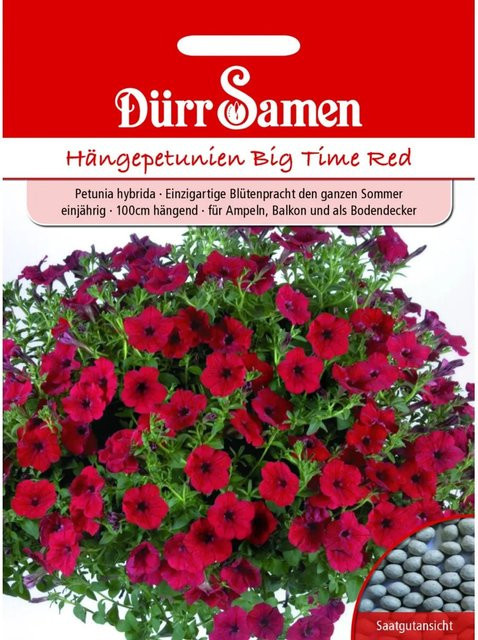 Dürr Samen Petunien Big Time Red Einjähriges Saatgut - Bild 1