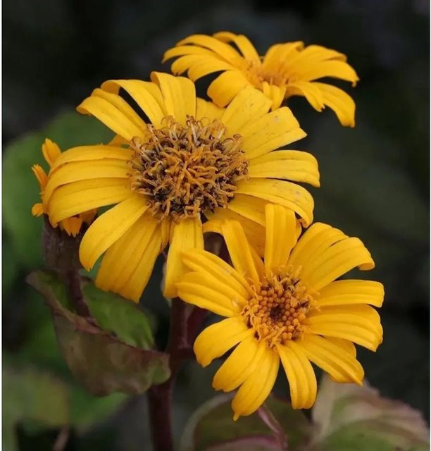 Ligularia dentata Kreuzkraut Othello als mehrjährige Solitärpflanze von Nr-01.de - Bild 1
