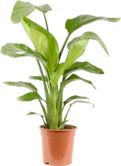Strelitzia Nicolai Zimmerpflanze von GROW by OBI, Höhe: ca. 75 cm, Topf-Durchmesser: 21 cm - Bild 1