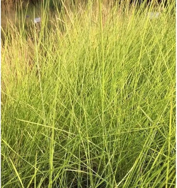Lindheimers Haargras Muhlenbergia indheimeri als mehrjährige Zierpflanze für den Garten in Grün - Bild 1