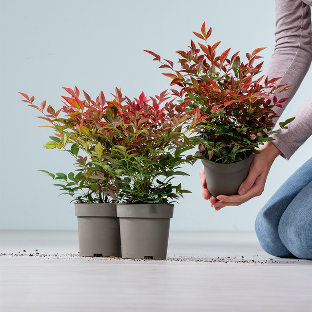 3er Set Himmelsbambus Nandina domestica Obsessed Seika von BLUME2000 - Bild 1