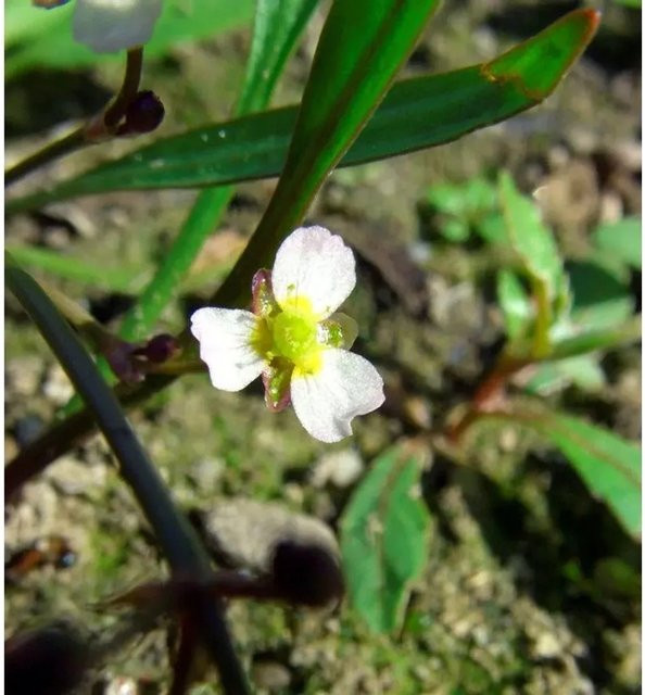 Alisma plantaginea Lanzenblättriger Froschlöffel als aquatische Teichpflanze für Flachwasser, Sümpfe und Ufer in Blaugrün und Zartrosafarben - Bild 1
