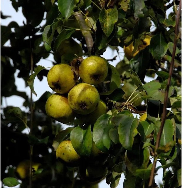 Philippsbirne Pyrus communis Obstbaum von Nr-01.de für deinen Garten - Bild 1