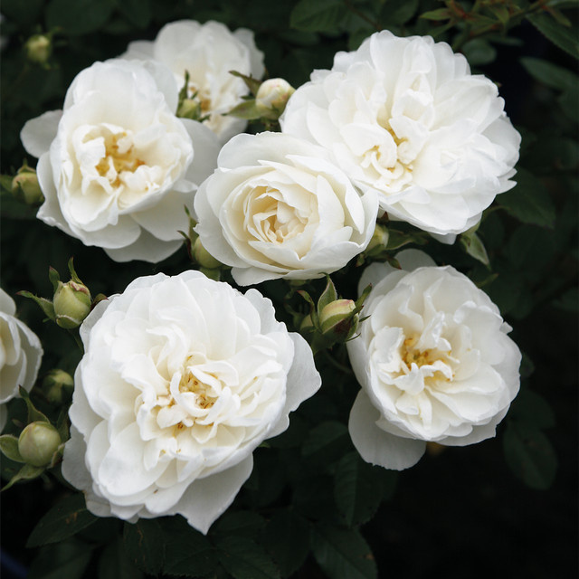 Rosen-Halbstamm Tantau White Babyflor in Rosa, Höhe: 60 cm - Bild 1