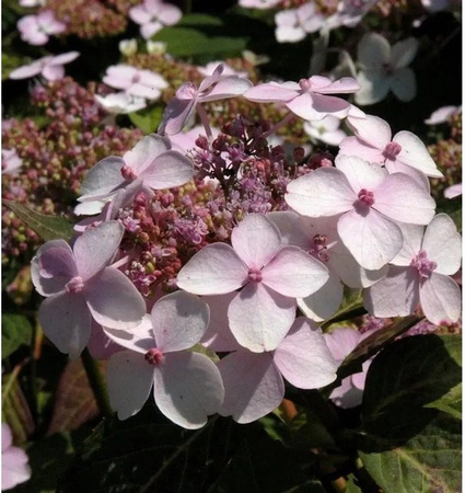 Hydrangea serrata Hortensie Rosalba Zierstrauch in Pink und Weiß für deinen Garten