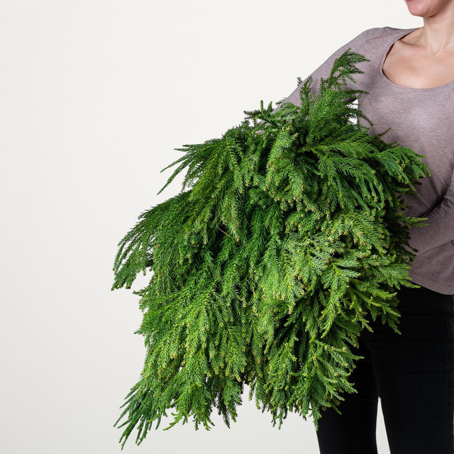 Sicheltanne von BLUME2000, grün, 5 kg - Bild 1