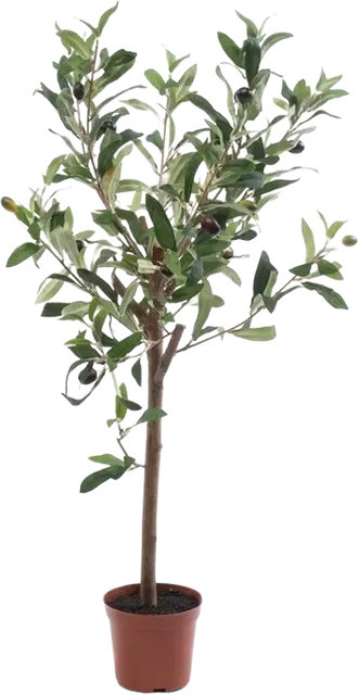 Künstlicher Olivenbaum Carina von artplants in Grün, Höhe: 65 cm - Bild 1
