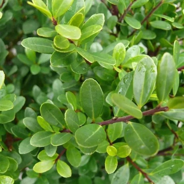 Arborix Japanische Stechpalme Dark Green Ilex crenata als Kompaktstrauch im Container, Höhe: 20 bis 30 cm - Bild 1