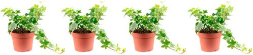 Flowerbox 3er-Set Gemeiner Efeu Hedera Helix, grün/bunt, Topf-Durchmesser: 13 cm - Bild 1
